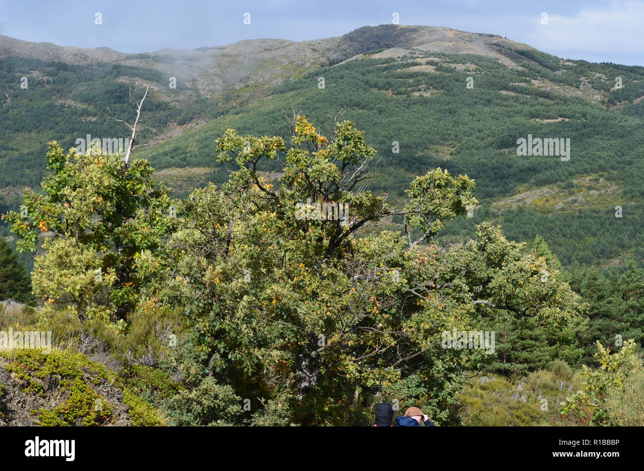 Tejera Negra Buchen- und Eichenwälder in der Sierra de Ayllón, Guadalajara, Spanien Stockfoto