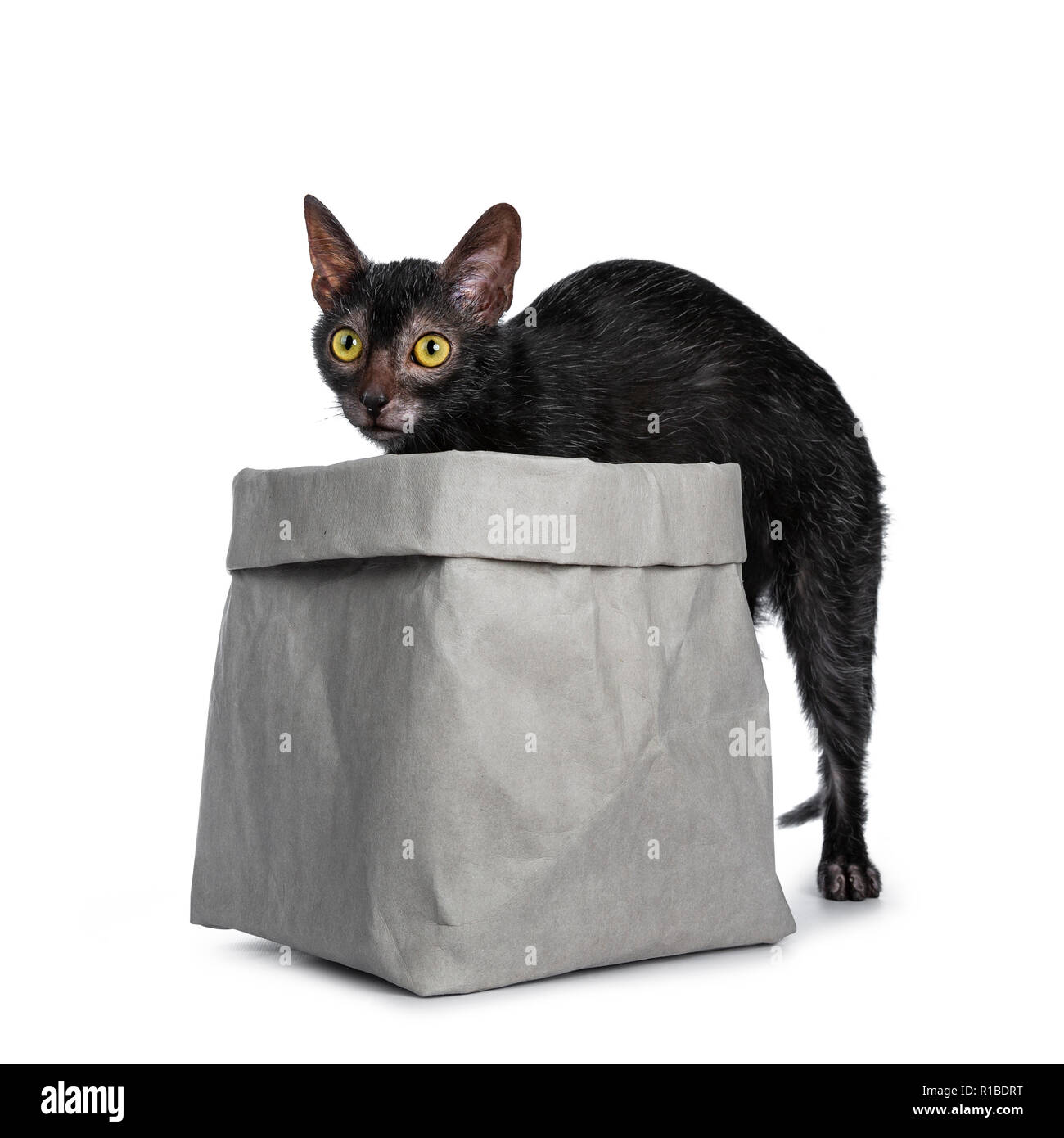 Süße Lykoi Werwolf cat Kitten treten in grau Tasche, neben Kamera und Hinterpfoten noch heraus suchen. Auf einem weißen Hintergrund. Stockfoto