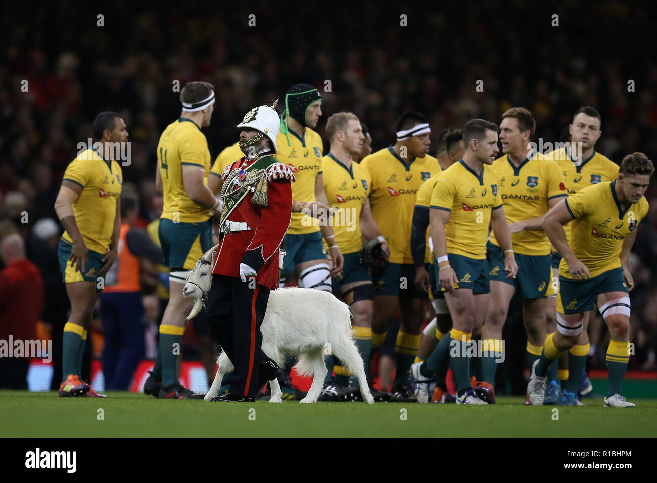 Cardiff, Großbritannien. 10 Nov, 2018. Der Royal Welsh regimental Ziege Shenkin IV führt an der Australien Rugby Team vor der Wales v Australien, unter Rüstung Serie Herbst internationale Rugby Spiel im Fürstentum Stadium in Cardiff, Wales, Großbritannien am Samstag, den 10. November 2018. pic von Andrew Obstgarten/Alamy Leben Nachrichten BITTE BEACHTEN SIE FÜR REDAKTIONELLE VERWENDEN SIE NUR BILD VERFÜGBAR. Stockfoto