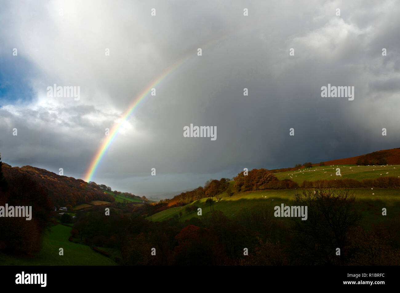 Builth Wells, Powys, Wales, Vereinigtes Königreich. 11. November 2018. Mit Temperaturen um 8 Grad Celsius, schöne Regenbogen sind während der schweren Duschen in der Nähe von Builth Wells, Powys, Wales, UK gesehen. © Graham M. Lawrence/Alamy Leben Nachrichten. Stockfoto