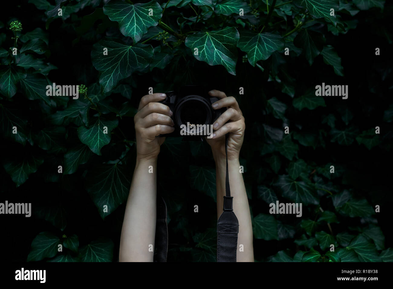 Woman's Hände, die Kamera und Fotos im dunklen Efeu Blätter ausgeblendet Stockfoto