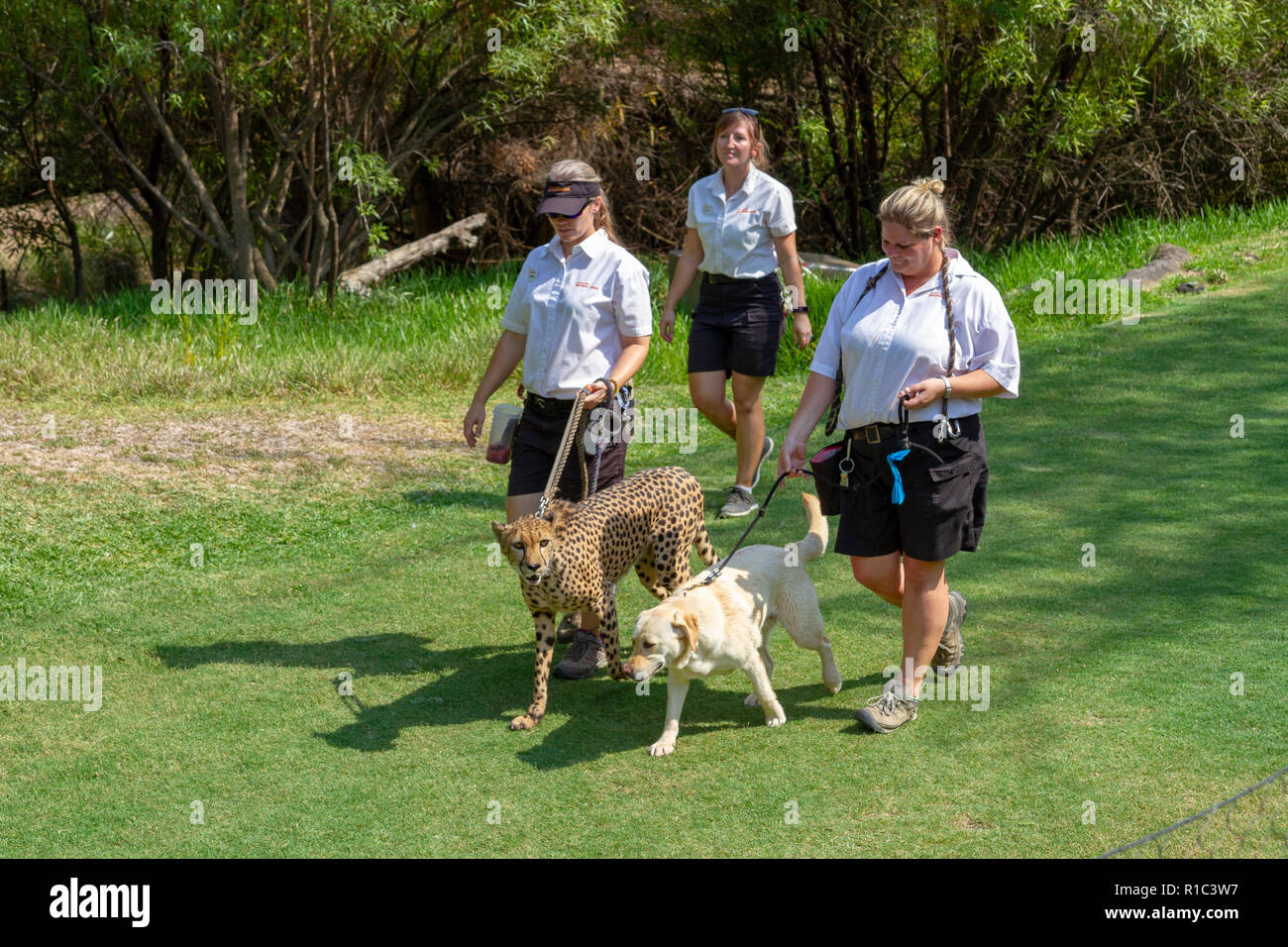 Ein Gepard und Buddy Hund auf der Gepard in der San Diego Zoo Safari Park, Escondido, CA, United States Stockfoto