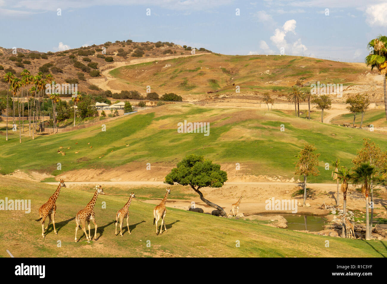 Giraffen auf dem Afrikanischen ebenen Fläche der San Diego Zoo Safari Park, Escondido, CA, United States Stockfoto Giraffen auf dem Afrikanischen ebenen Fläche der San Diego Zoo Safari Park, Escondido, CA, United States Stockfoto