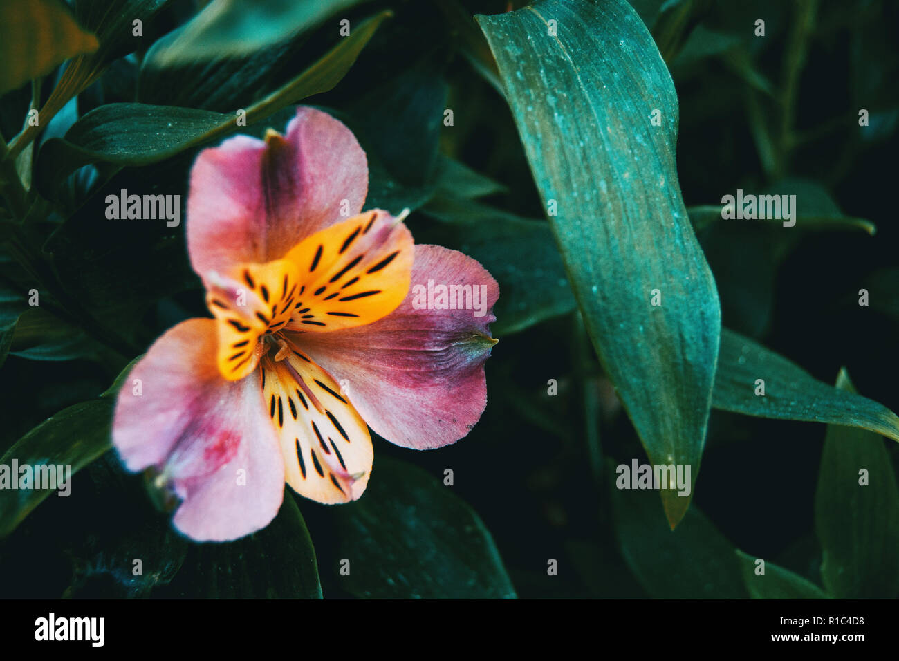 Nahaufnahme einer gelb und rosa Blume von Alstroemeria aurea. Stockfoto