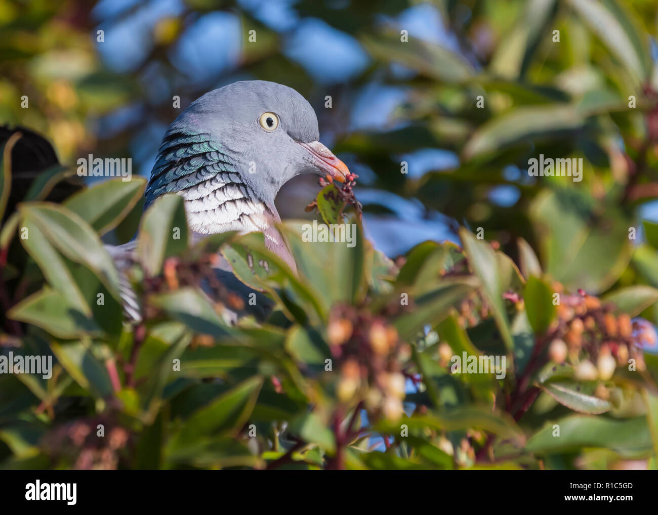 Verdeckte Körper mit Kopf oben zu knallen, einer gemeinsamen Ringeltaube (Columba palumbus) in einem Baum im Winter in West Sussex, UK thront. Stockfoto