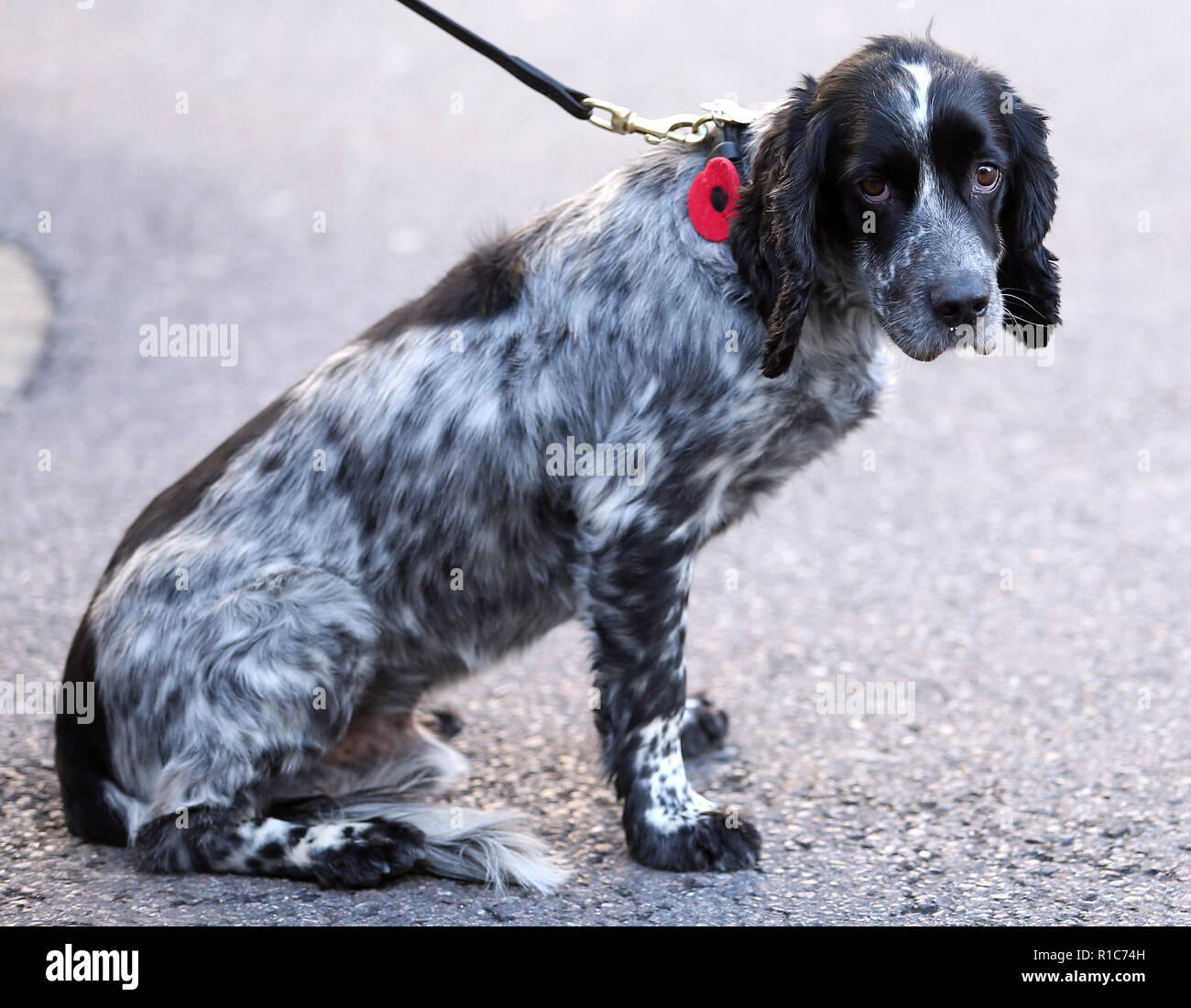 Eine Suche Hund vor dem Spiel in der Premier League an der Stamford Bridge, London. Stockfoto