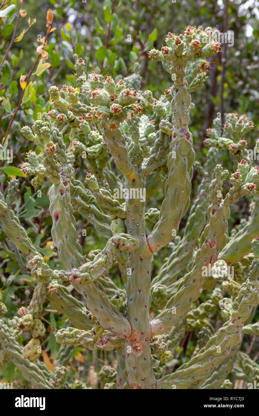 Diamond cholla (Cylindropuntia ramosissima) in der Alten Welt saftigen Garten und der Baja Garten, San Diego Zoo Safari Park, Escondido, CA, USA. Stockfoto