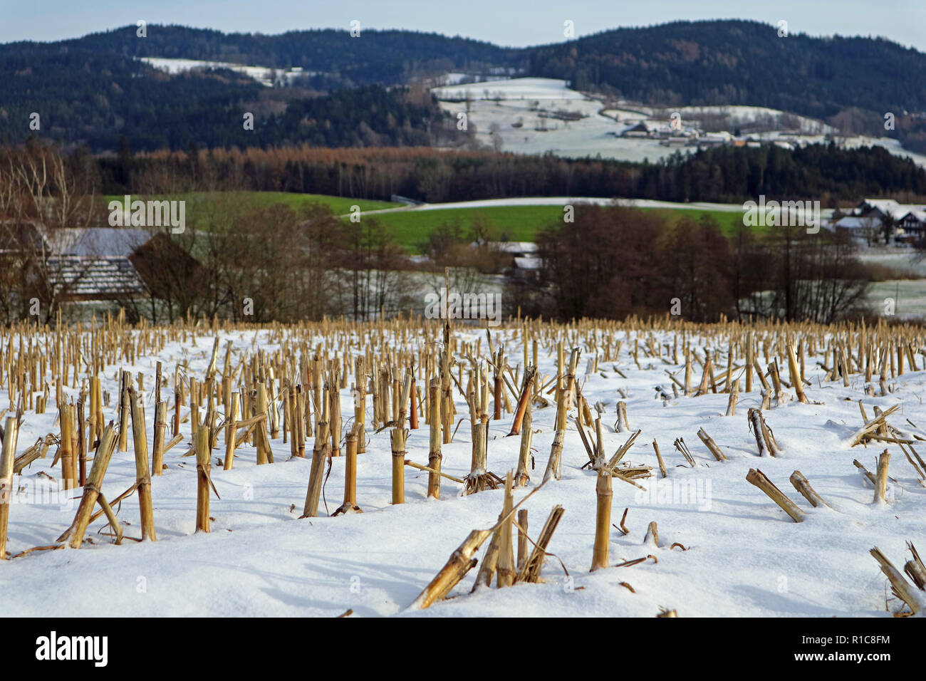 Geerntete mais Feld im Winter mit Bergen im Hintergrund Stockfoto