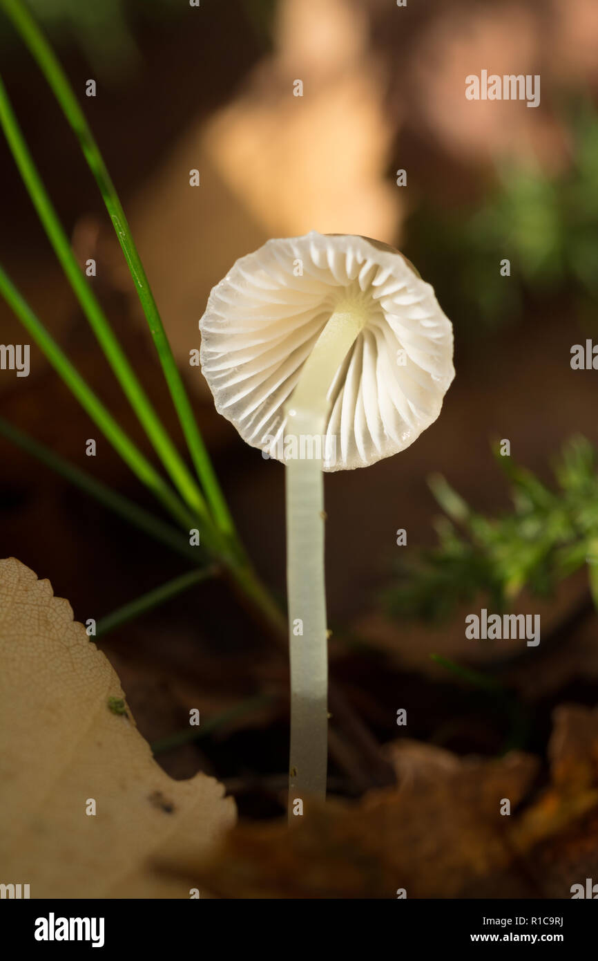 Detaillierte close-up auf der Unterseite und die Kiemen eines kleinen Motorhaube Pilz, Fliegenpilz, Pilz, Großbritannien Stockfoto