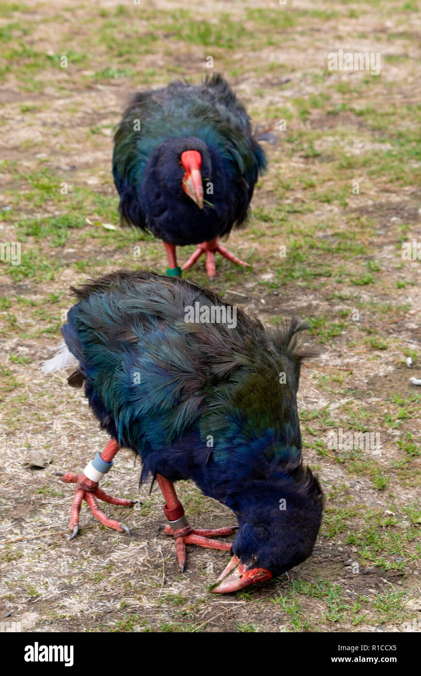 Neuseeland Takahē, Zucht von männlichen und weiblichen Paar Schiene (Porphyrio hochstetteri) Indigene flugunfähige Vögel. Zealandia Vogelschutzgebiet Wellington NZ Stockfoto