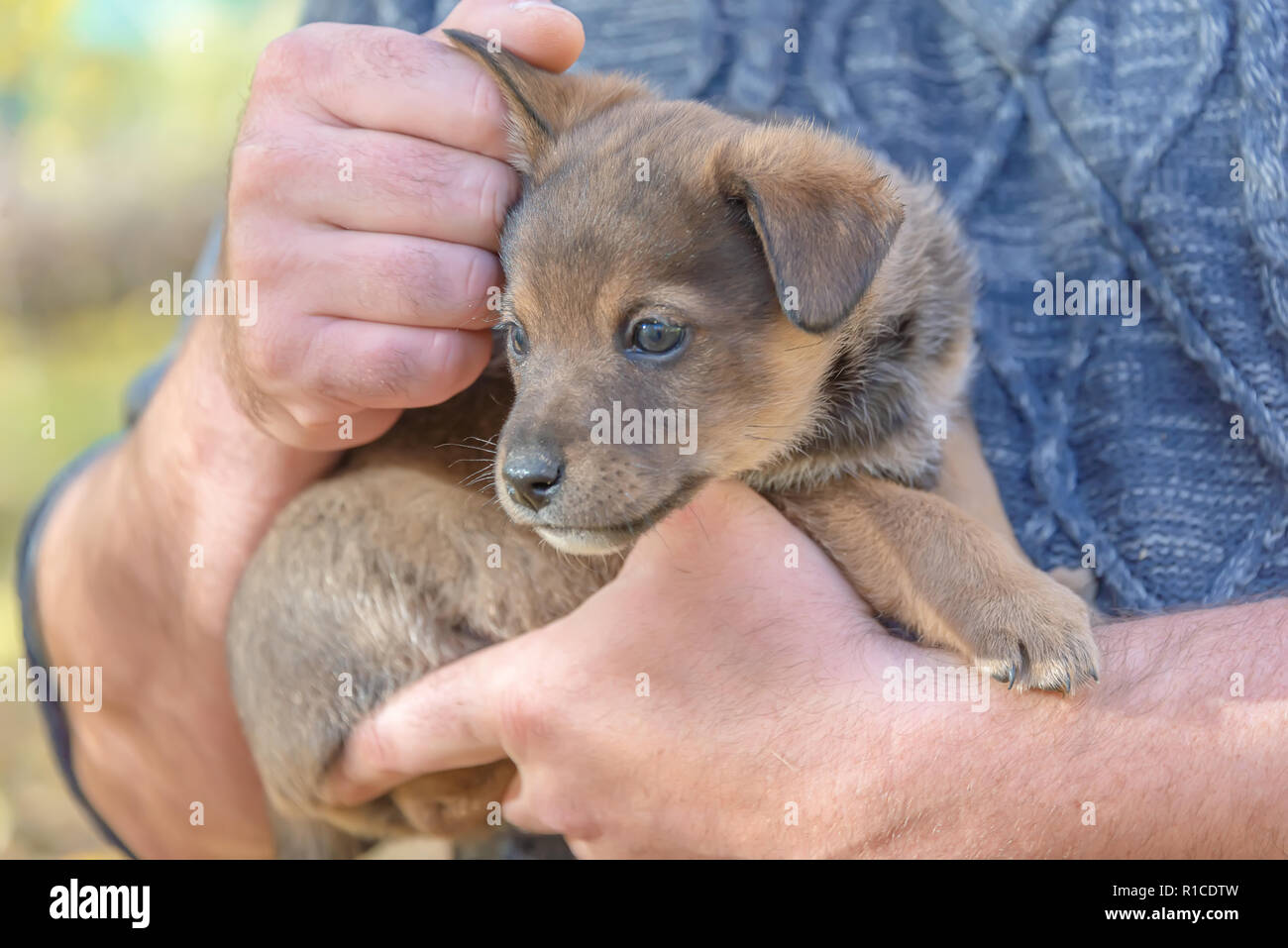 Die Welpen auf den Händen der Männer. ein Unterstand für Tiere. die Annahme eines Welpen. Hund spiele Stockfoto