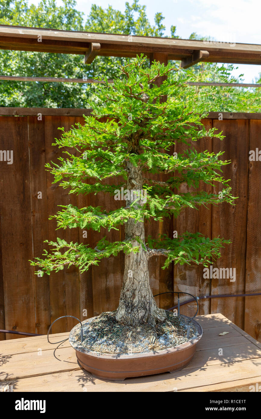 bonsai cobra kai Miyagi-Do Bonsai