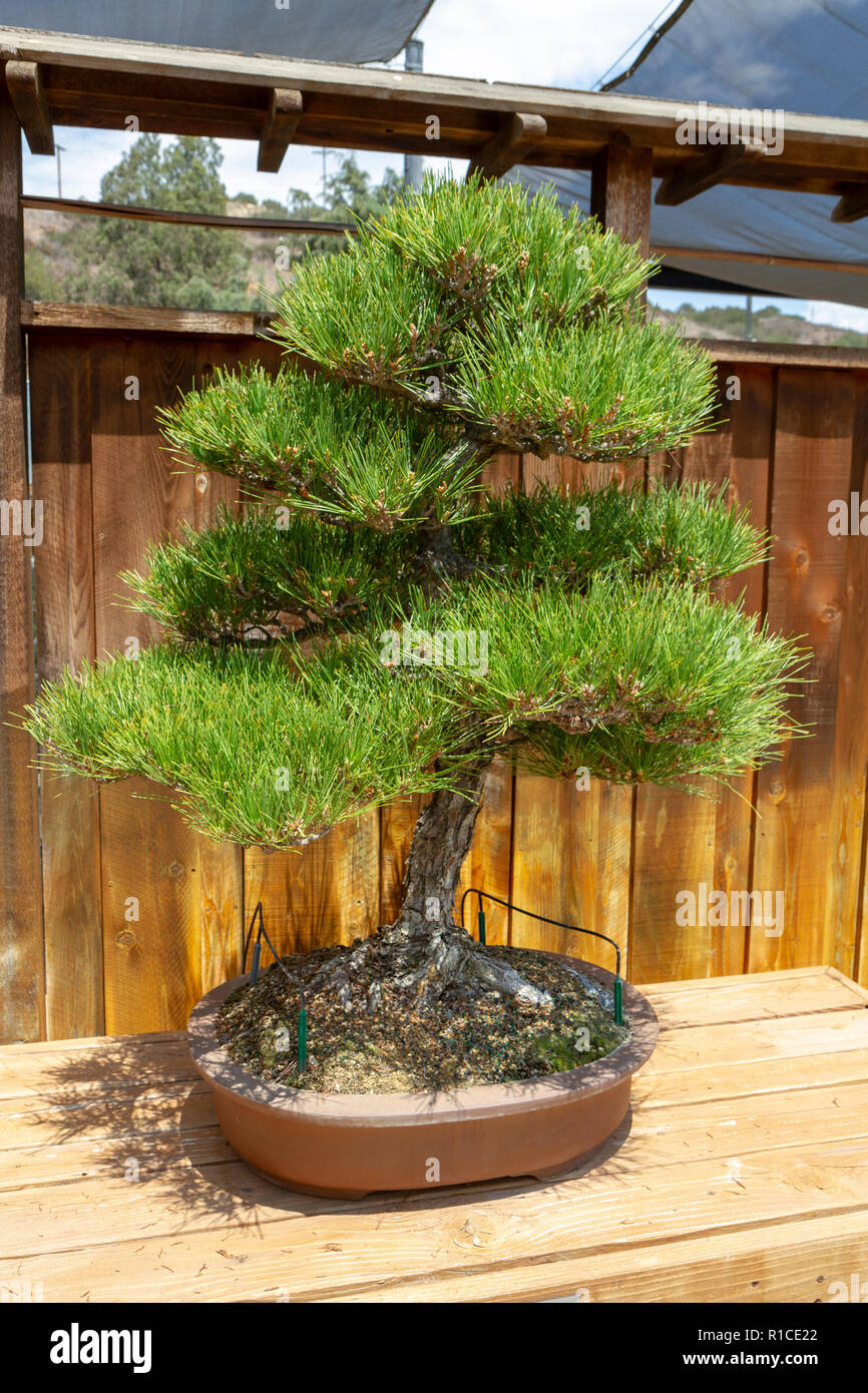 Eine Japanische Schwarzkiefer, Bonsai Pavillon, dem San Diego Zoo Safari Park, Escondido, CA, USA. Stockfoto