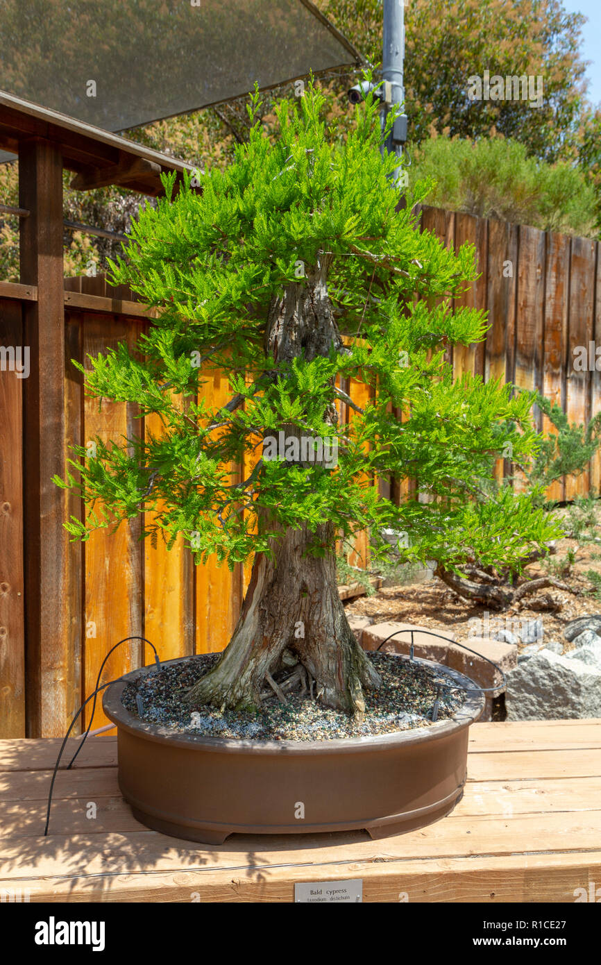Einen kahlen Zypresse (Taxodium distichum) distichum Bonsai Pavillon, dem  San Diego Zoo Safari Park, Escondido, CA, USA Stockfotografie - Alamy