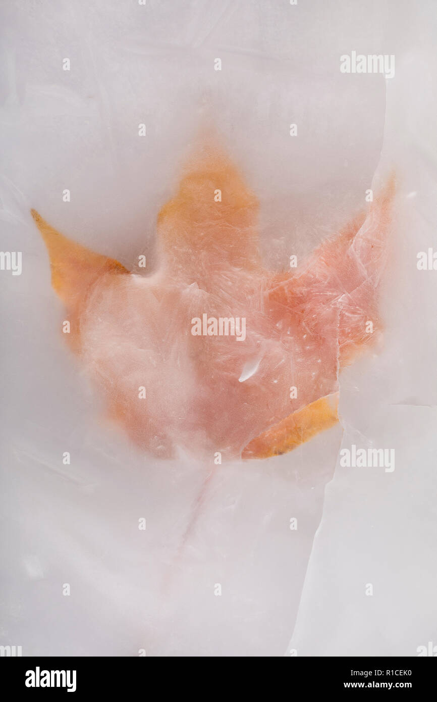 Herbst Ahorn Blatt gefroren in Eis Stockfoto