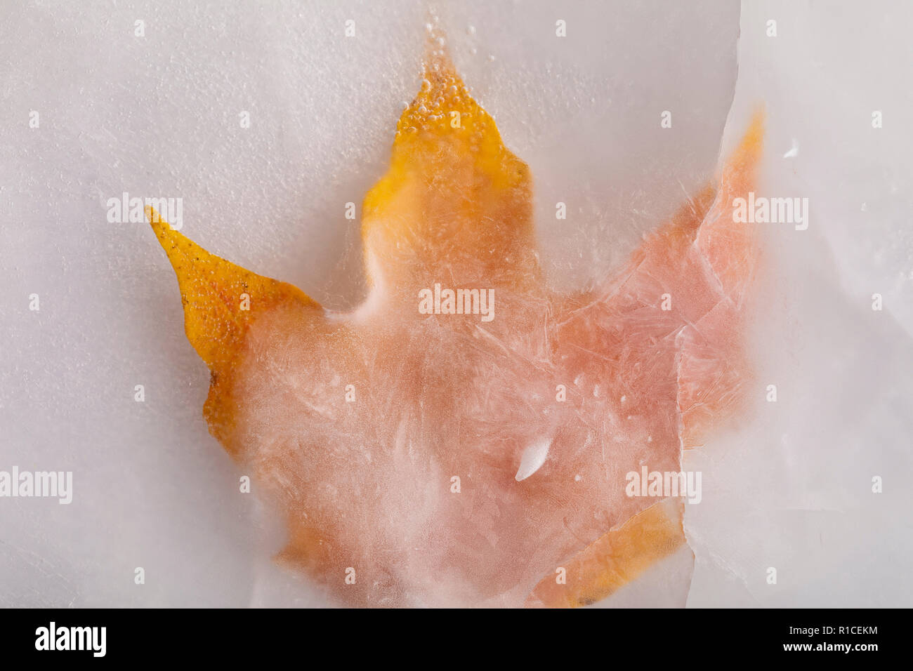 Herbst Ahorn Blatt gefroren in Eis Stockfoto