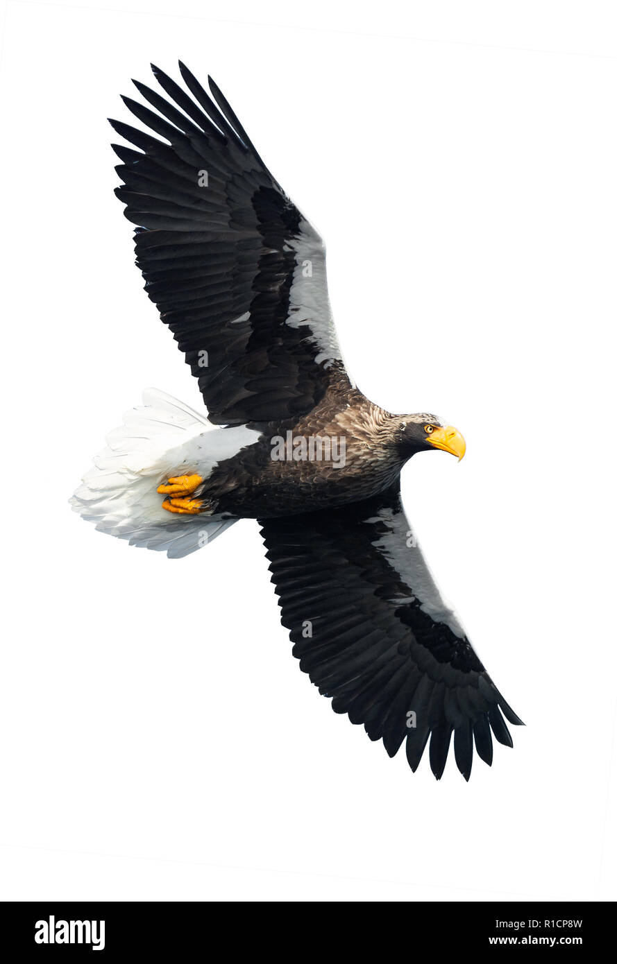 Meer eaglein Flug nach Steller breitete seine Flügel. Wissenschaftlicher Name: Haliaeetus pelagicus. Auf weissem Hintergrund. Stockfoto