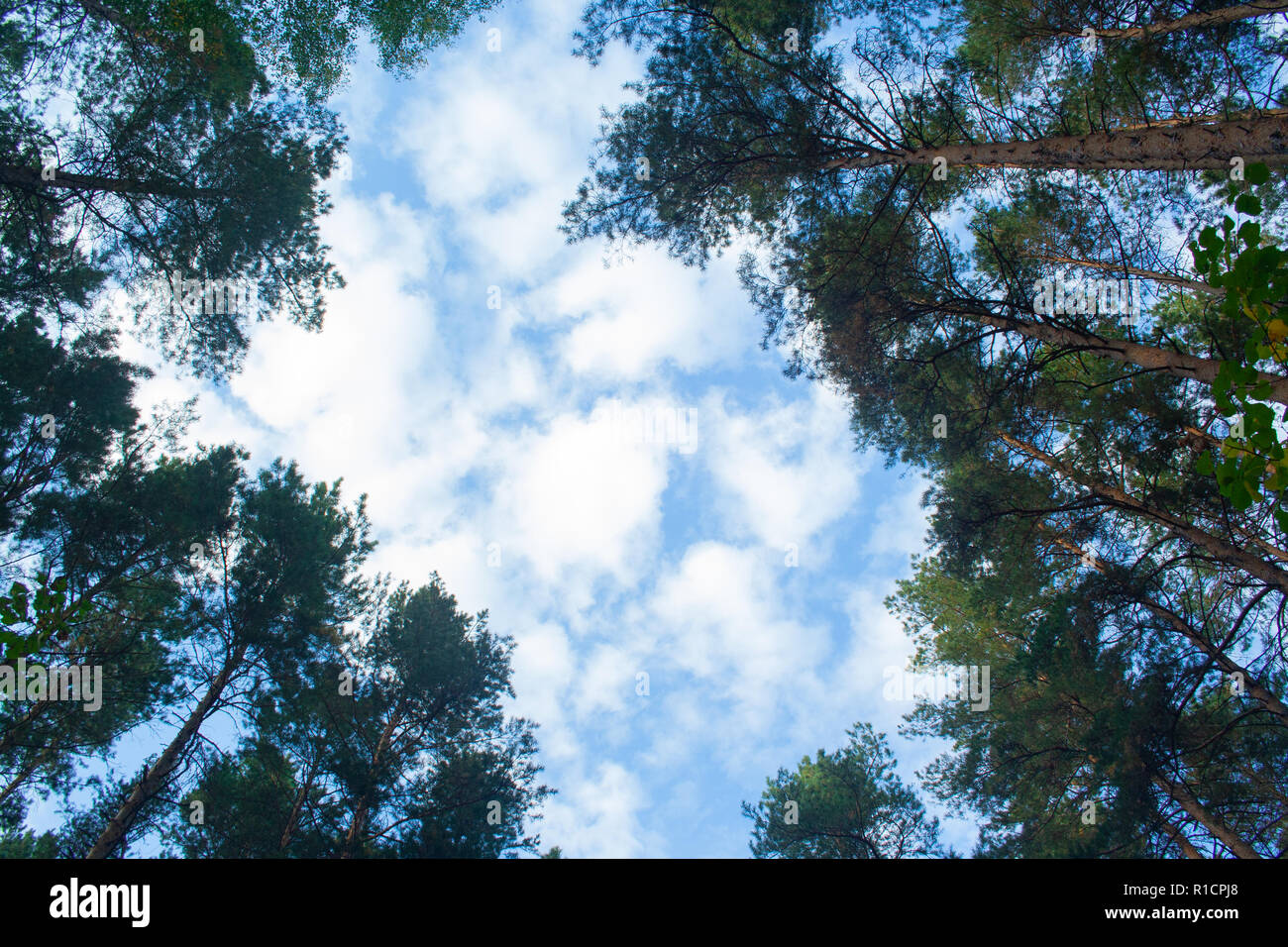 Grüne Zweige von Kiefer und Birke auf blauen Himmel Hintergrund Stockfoto