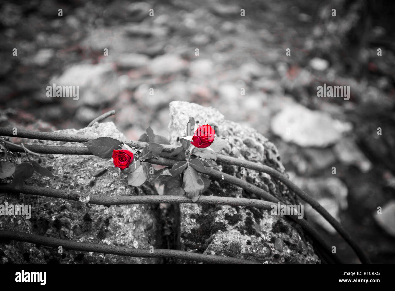 Auschwitz II Birkenau, Nazi Konzentrations- und Vernichtungslager. Rote Rosen neben bleibt der Gaskammer und krematorium Backofen in Auschwitz II Birk Stockfoto
