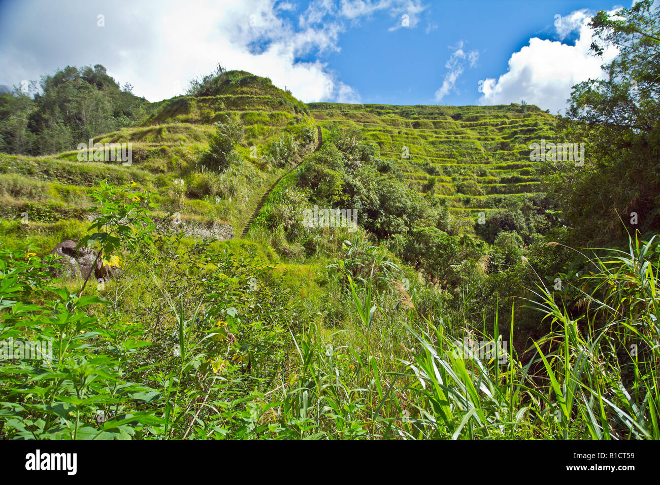 Die Banaue Rice Terraces sind in den Bergen von Ifugao auf den Philippinen von den Vorfahren der indigenen Bevölkerung geschnitzt. Stockfoto