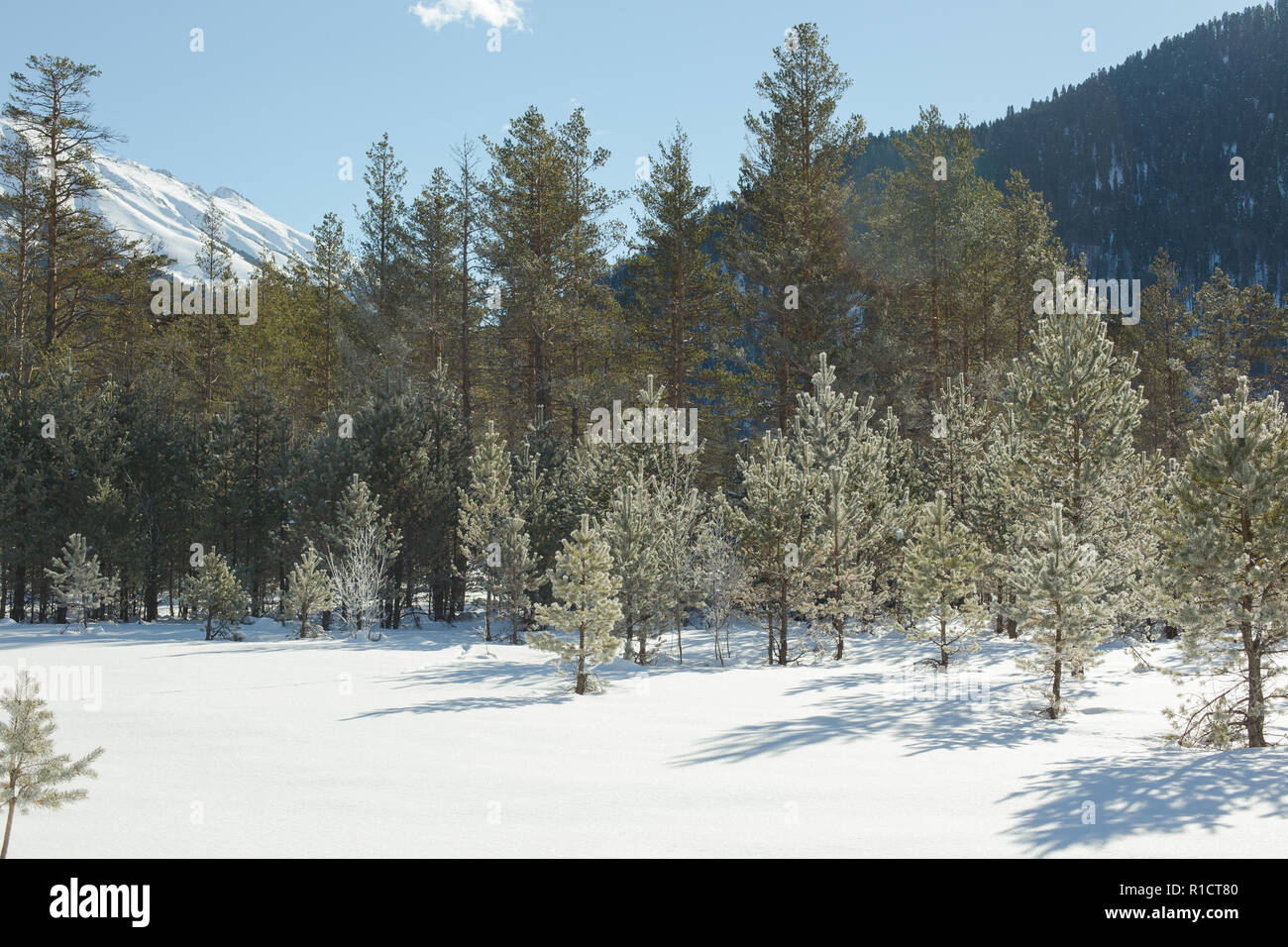 Winter Landschaft aus Wald und Berge. Konzept reisen Blick bei klarem Wetter. Malerischer Blick auf alpine Pinien auf dem Hintergrund der Berge. Stockfoto