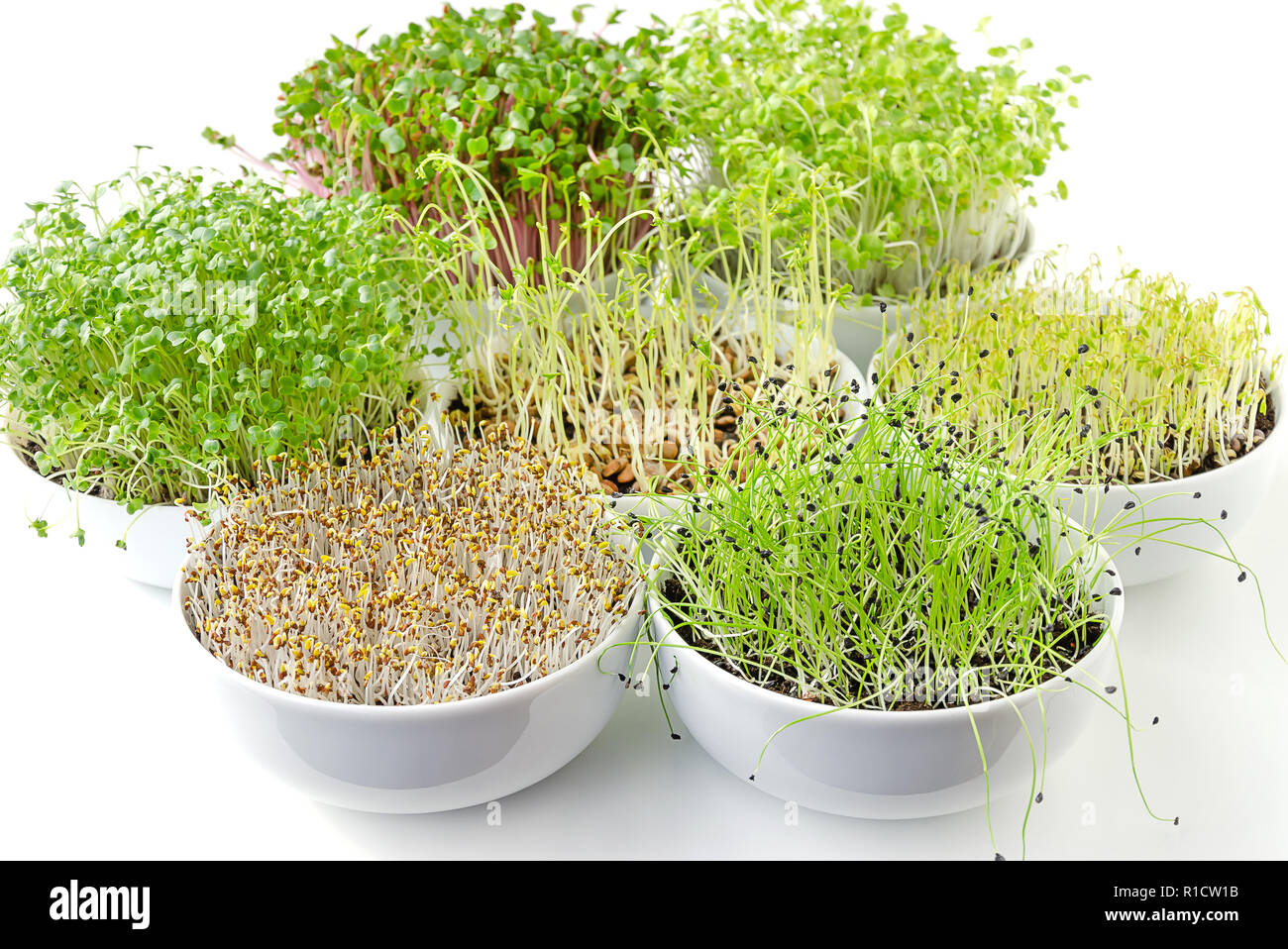 Verschiedene Sprossen in weißen Schalen. Keimen microgreens. Triebe von Luzerne, Chinakohl, Knoblauch, Kohl, Linsen und Radieschen in Topferde umsetzen. Stockfoto