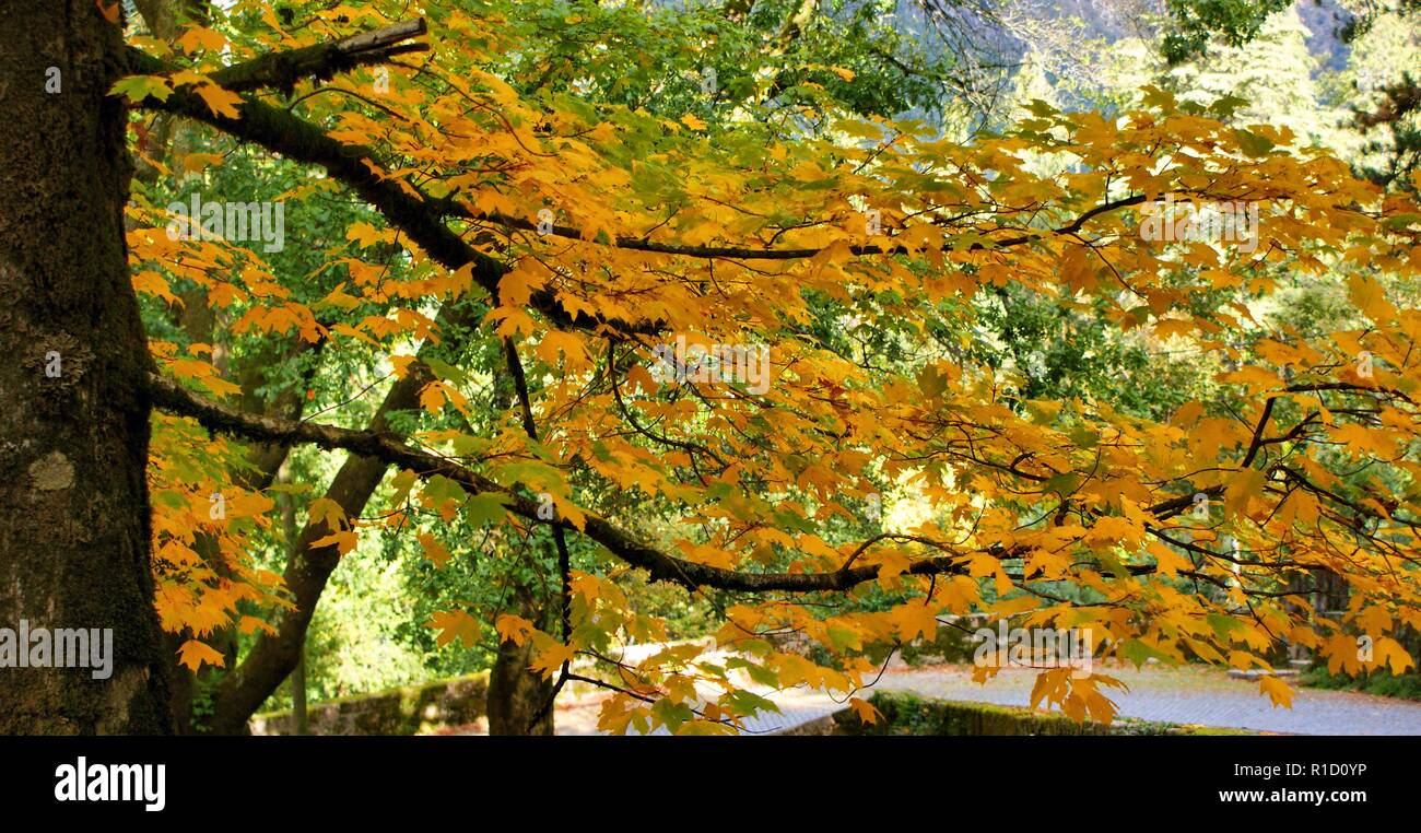 Herbstlaub im Parque Nacional Peneda Geres, Portugal Stockfoto