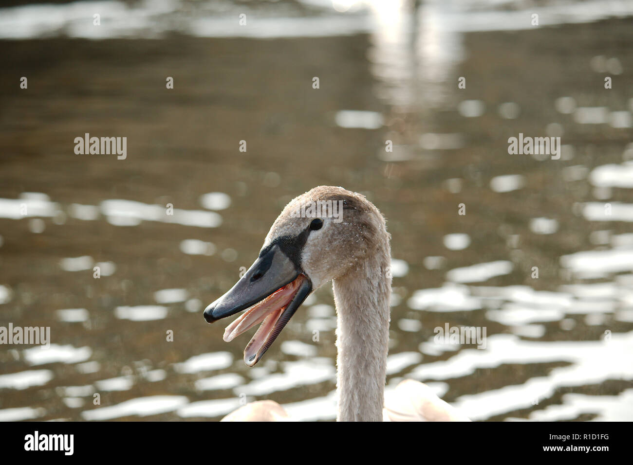 Eine Nahaufnahme eines Swan cygnet mit seinen Mund auf seiner/ihr Zunge angezeigt Stockfoto