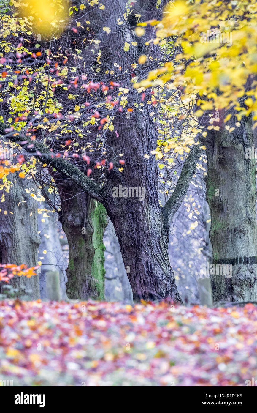 Linden entlang der Lindenallee, Clumber Park, Nottinghamshire, England. Stockfoto