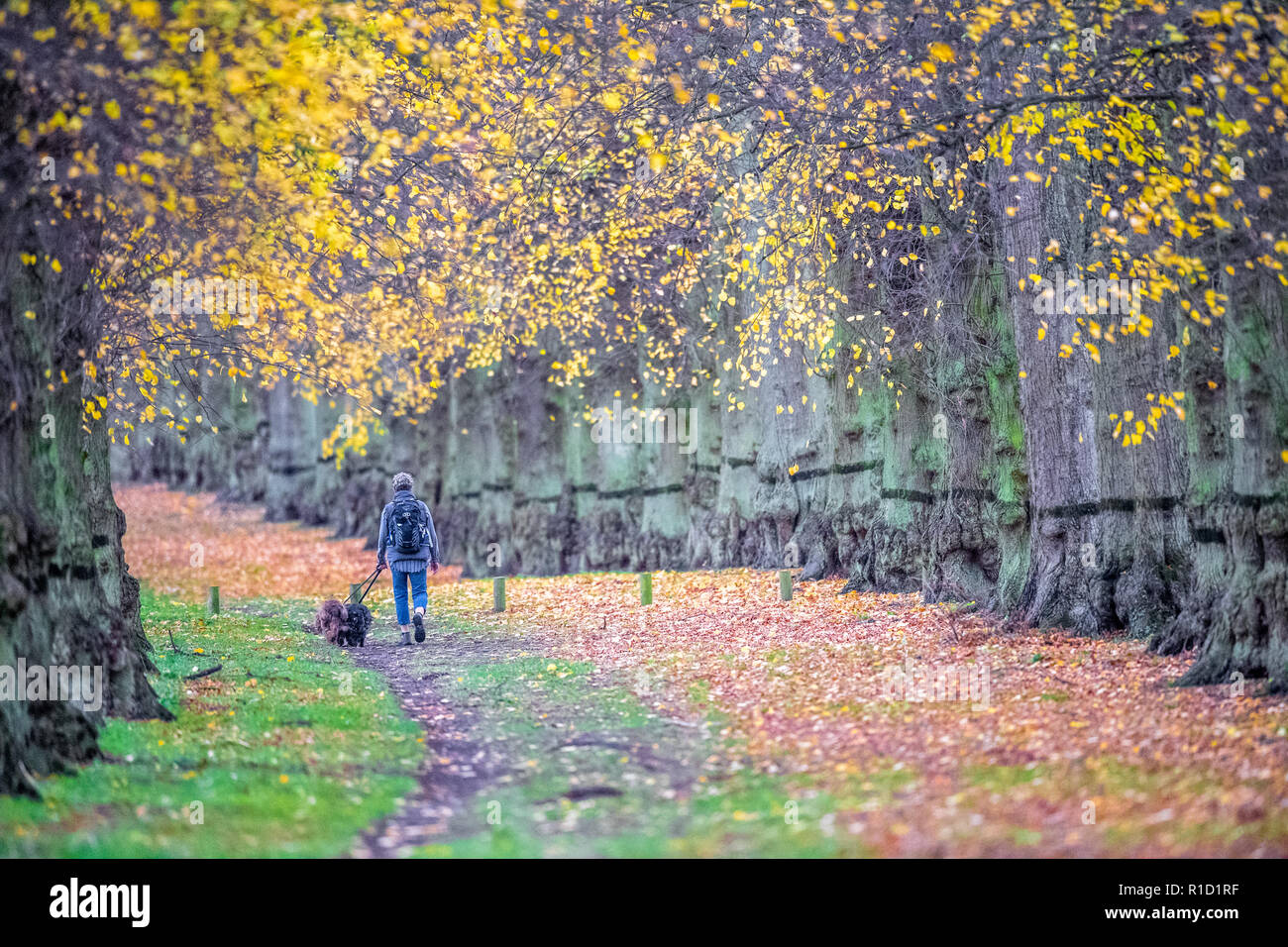 Wanderer mit ihrem Haustier Hunde genießen Sie einen Spaziergang entlang der von Bäumen gesäumten Allee in Clumber Park an trüben und bewölkten Herbst Tag, Stockfoto