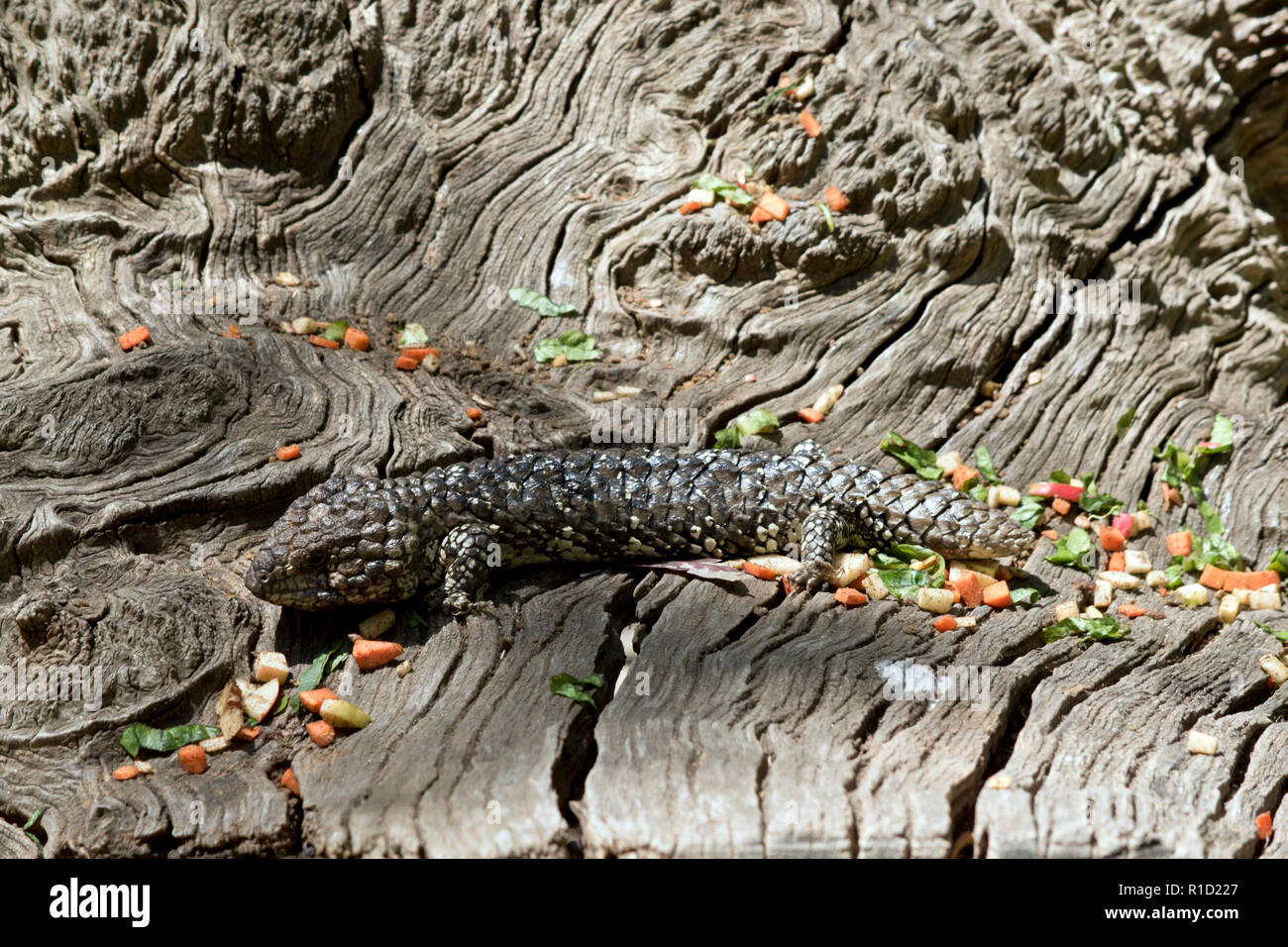 Die Schindel zurück lizard Hiding in plain Sight ist es die natürliche Tarnung verwendet, um sich vor seinen Feinden zu schützen. Stockfoto