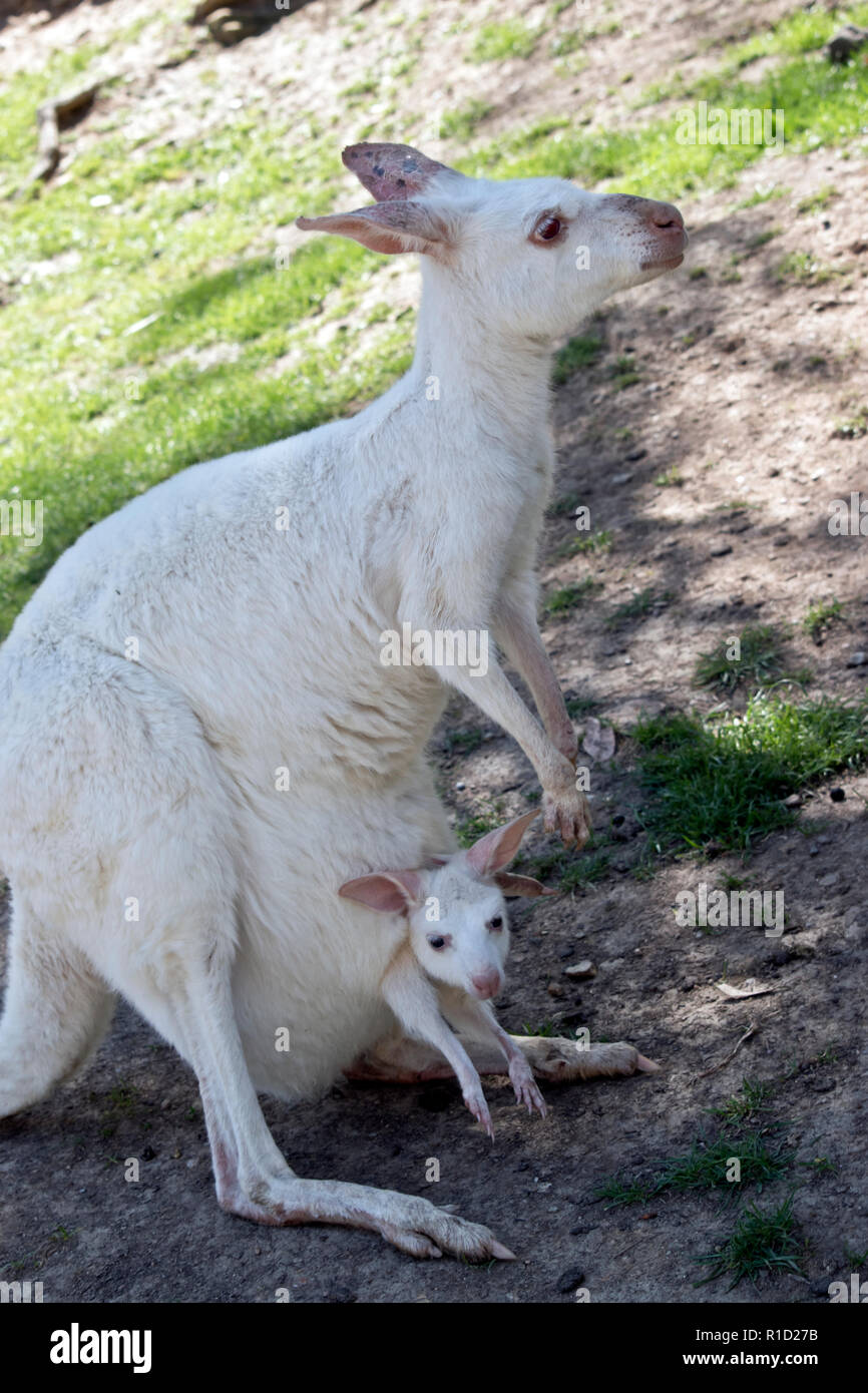 Der albino Western grey Kangaroo hat eine junge Joey in Ihrer Tasche Stockfoto