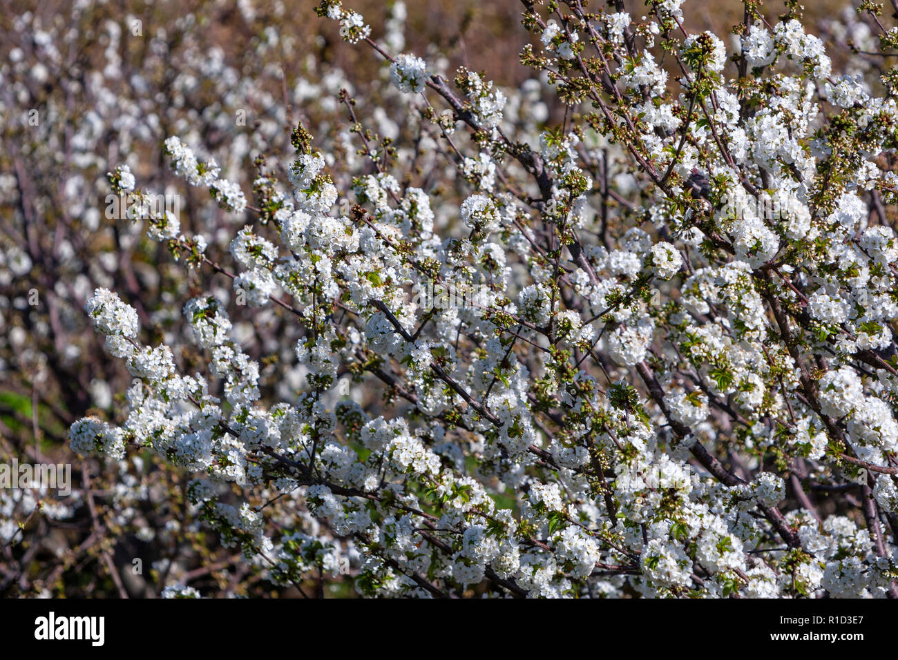 Valle del Jerte, die Kirschbäume in voller Blüte, in der Provinz Cáceres, Extremadura, Stockfoto