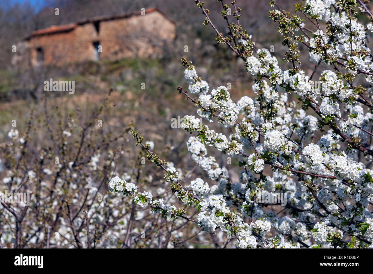 Valle del Jerte, die Kirschbäume in voller Blüte, in der Provinz Cáceres, Extremadura, Stockfoto