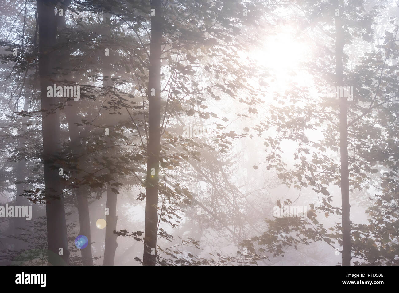 Geheimnisvolle Nebel Herbst Wald mit schwachem Sonnenlicht Stockfoto