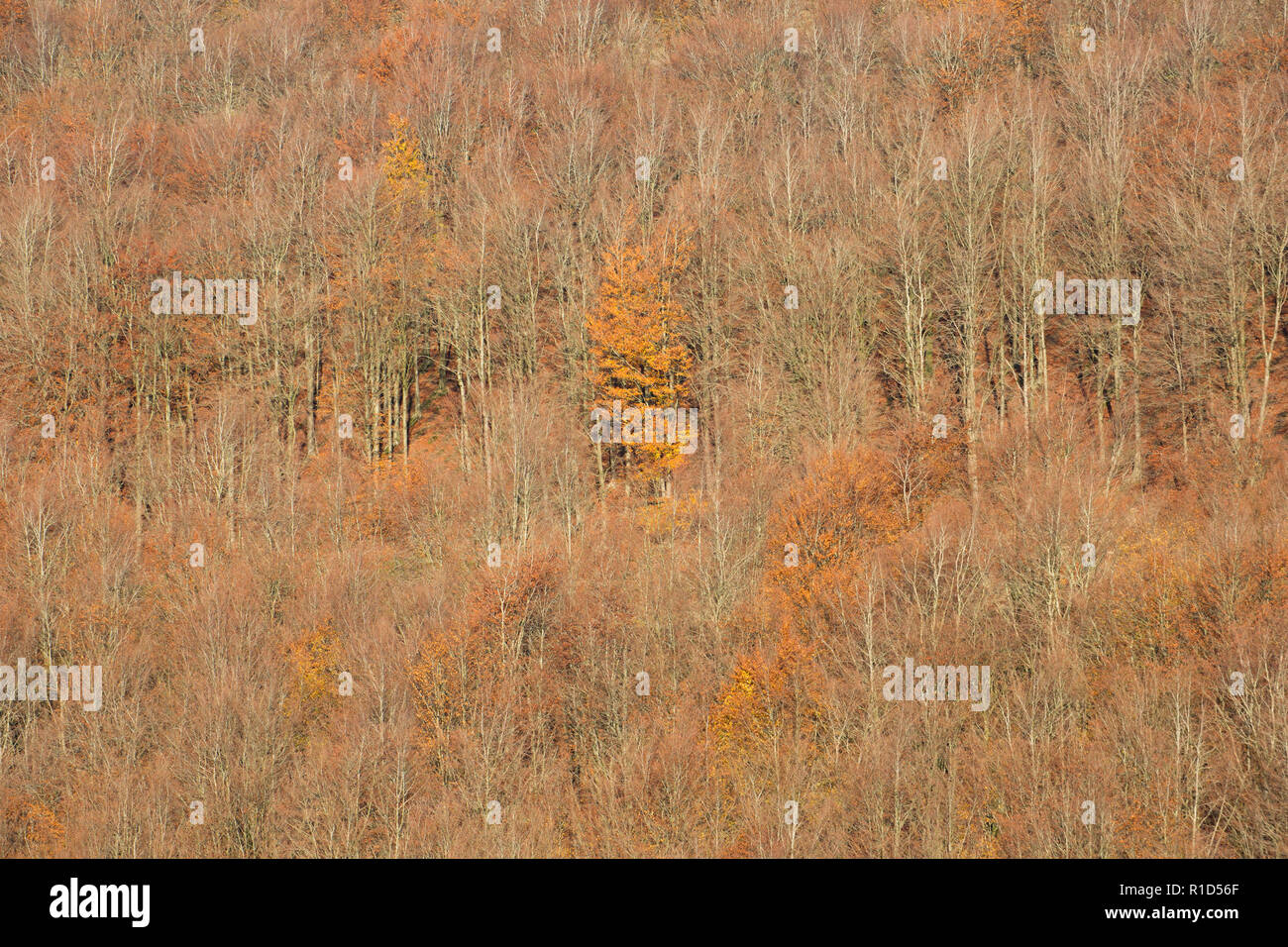 Farben des Herbstes im November zeigen in diesem Holz zum großen Teil bestehend aus Buche, Fagus sylvatica, wächst an Pisten in North Dorset England UK GB Stockfoto