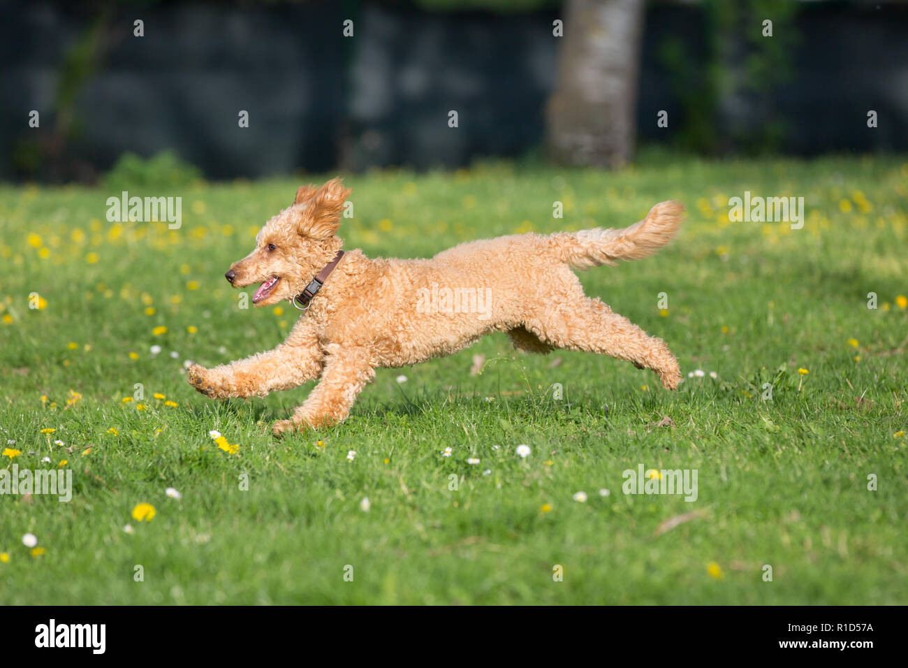 Junge Pudel laufen und springen freudig auf einer Wiese. Apricot Pudel im Frühjahr spielen auf der Blumenwiese, Wien, Österreich Stockfoto