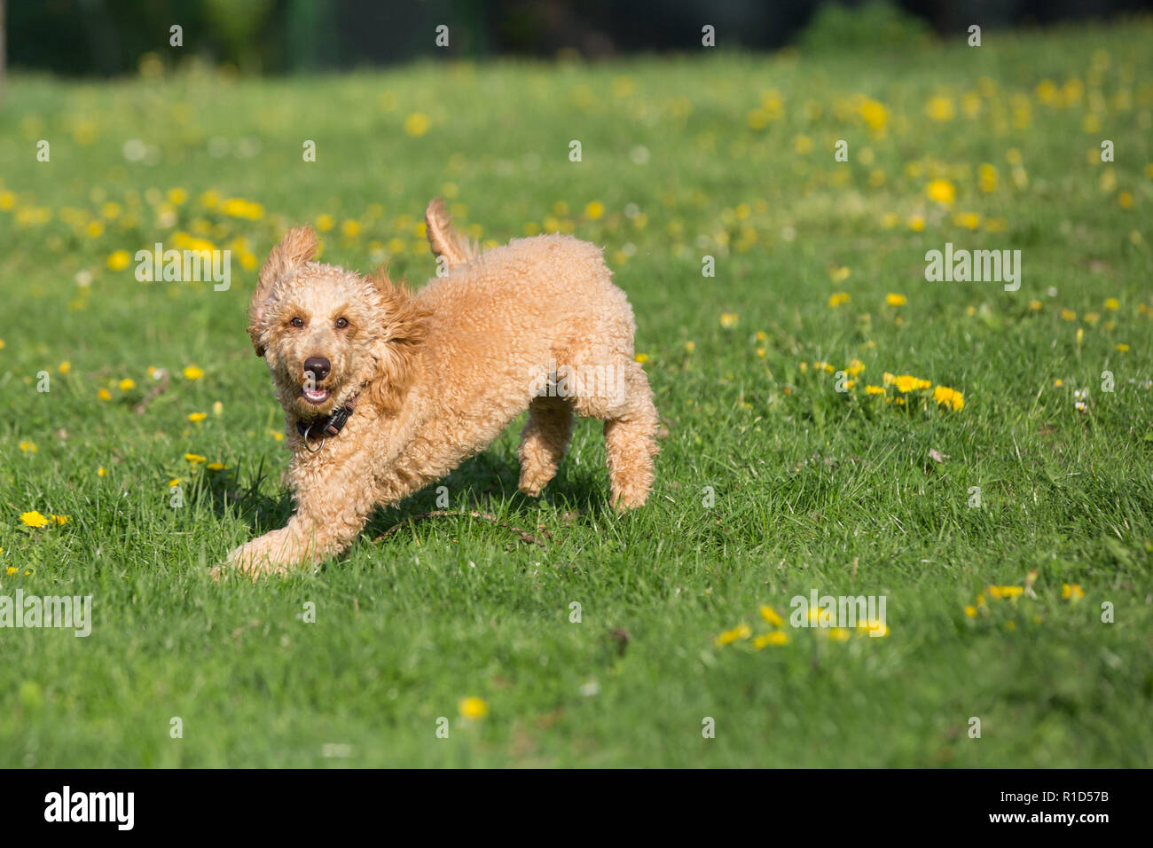 Junge Pudel laufen und springen freudig auf einer Wiese. Apricot Pudel im Frühjahr spielen auf der Blumenwiese, Wien, Österreich Stockfoto