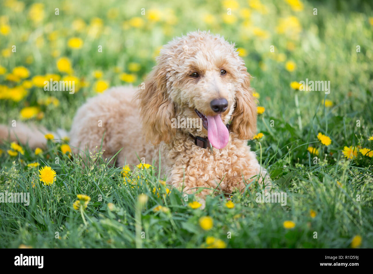 Junge apricot Pudel portrait. Aufmerksamen jungen sechs Monate alten Pudel Hund auf Wiese zwischen gelben Blumen, Wien, Österreich Stockfoto