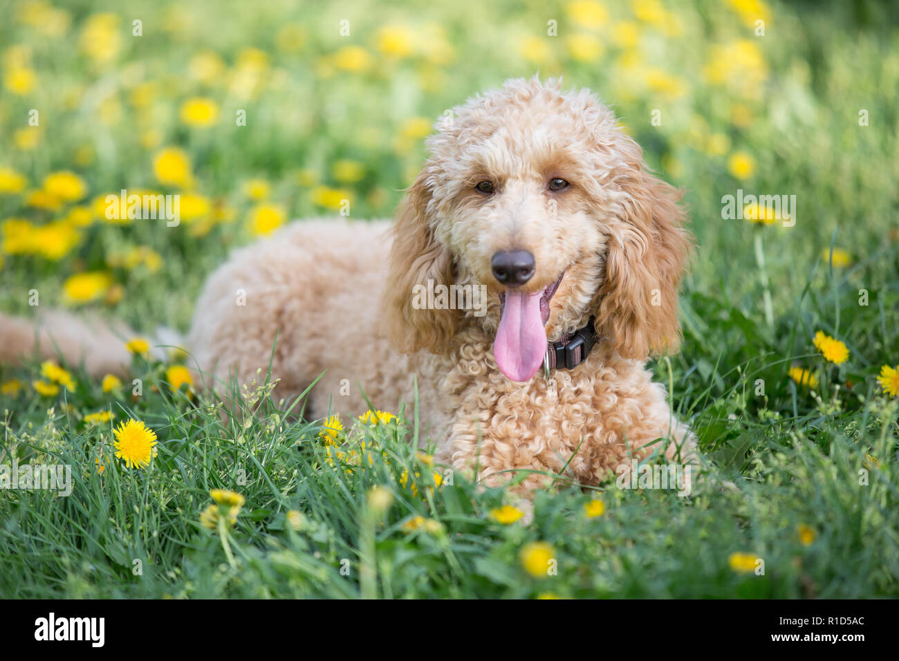 Junge apricot Pudel portrait. Aufmerksamen jungen sechs Monate alten Pudel Hund auf Wiese zwischen gelben Blumen, Wien, Österreich Stockfoto