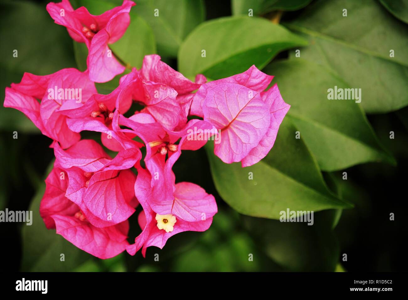 Blumen, Pflanzen. Clematis Kletterer. "Bougainvillea Glabra' Stockfoto