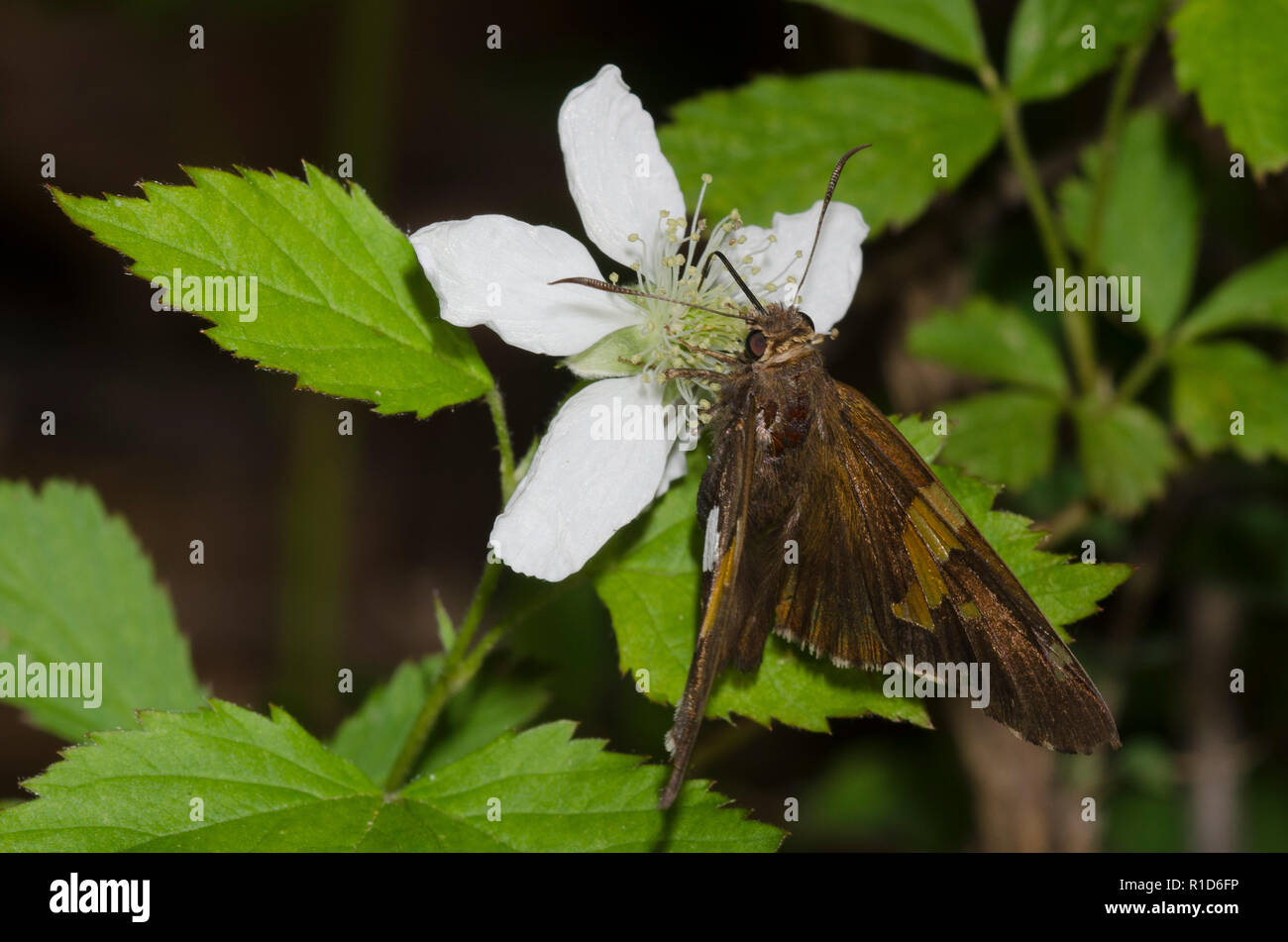 Silver-spotted Skipper, Epargyreus Clarus, auf Black, Rubus sp., Blüte Stockfoto