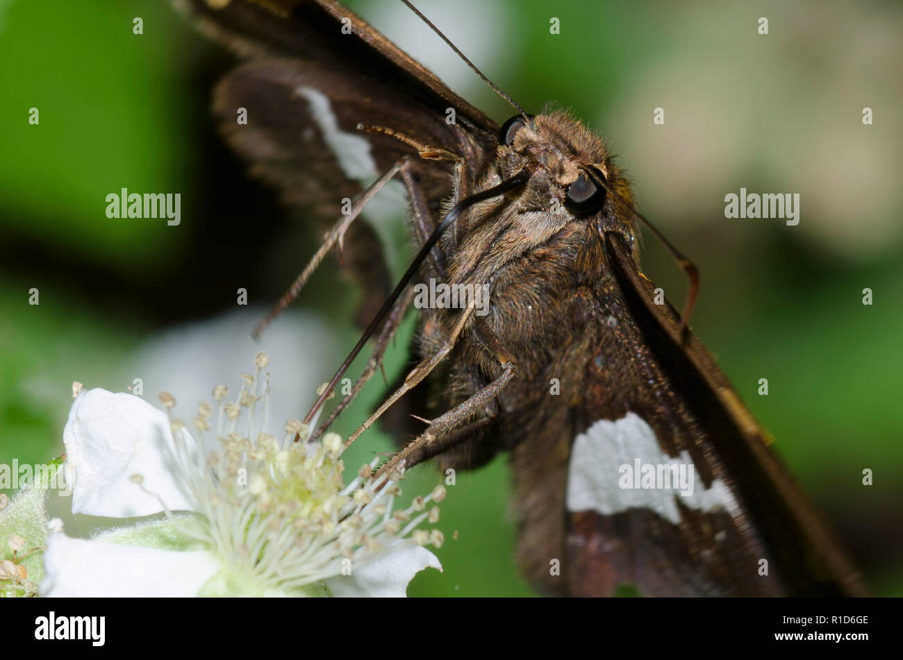 Silver-spotted Skipper, Epargyreus Clarus, auf Black, Rubus sp., Blüte Stockfoto