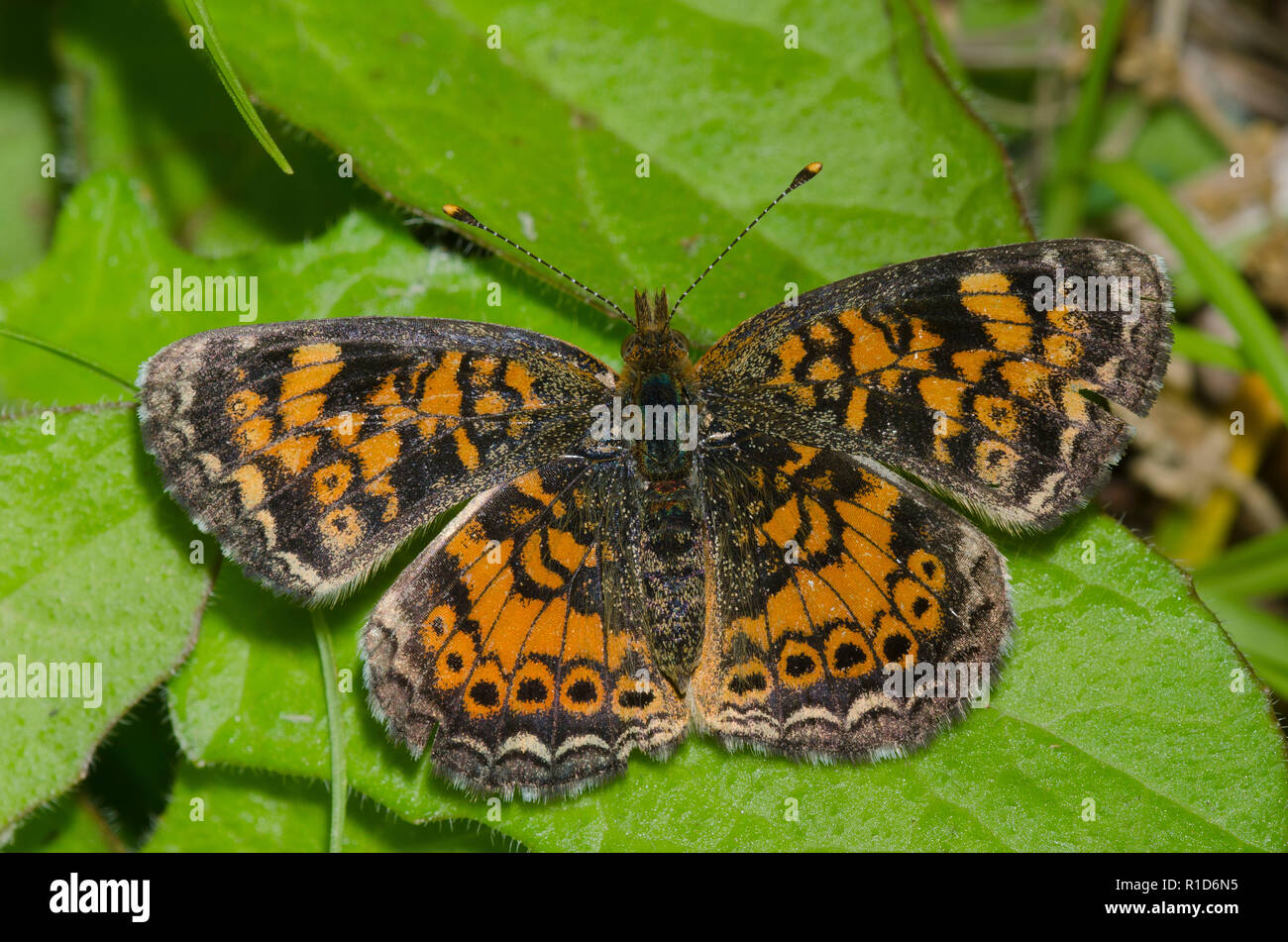 Pearl Crescent, Phyciodes tharos Stockfoto