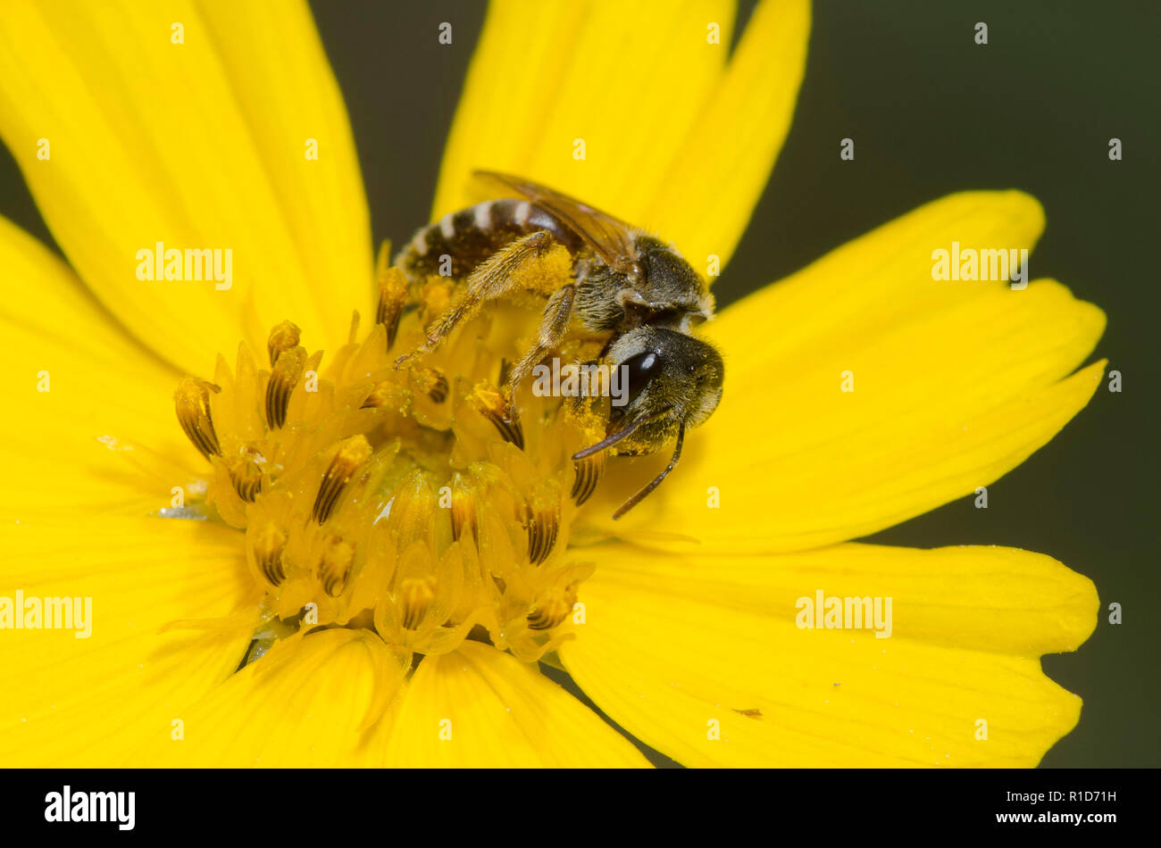 Schweiß Biene, Halictus ligatus, Veilchen, Coreopsis sp. Stockfoto