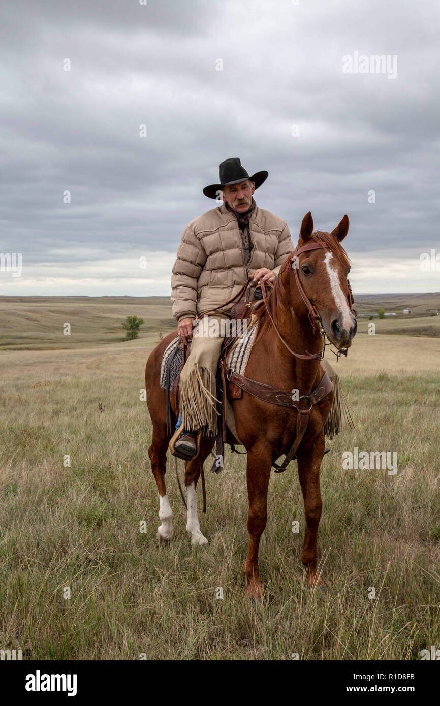 Cowhands im Feld in South Dakota Stockfoto