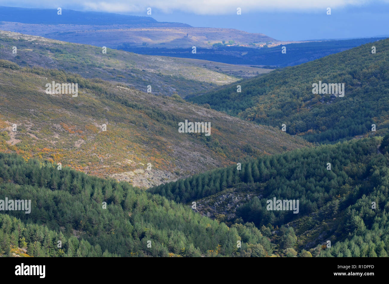 Anzeigen einer großen Kiefer Aufforstung das Ersetzen der ursprünglichen Eichenwälder in der Tejera Negra Naturpark, Provinz Guadalajara, Spanien Stockfoto