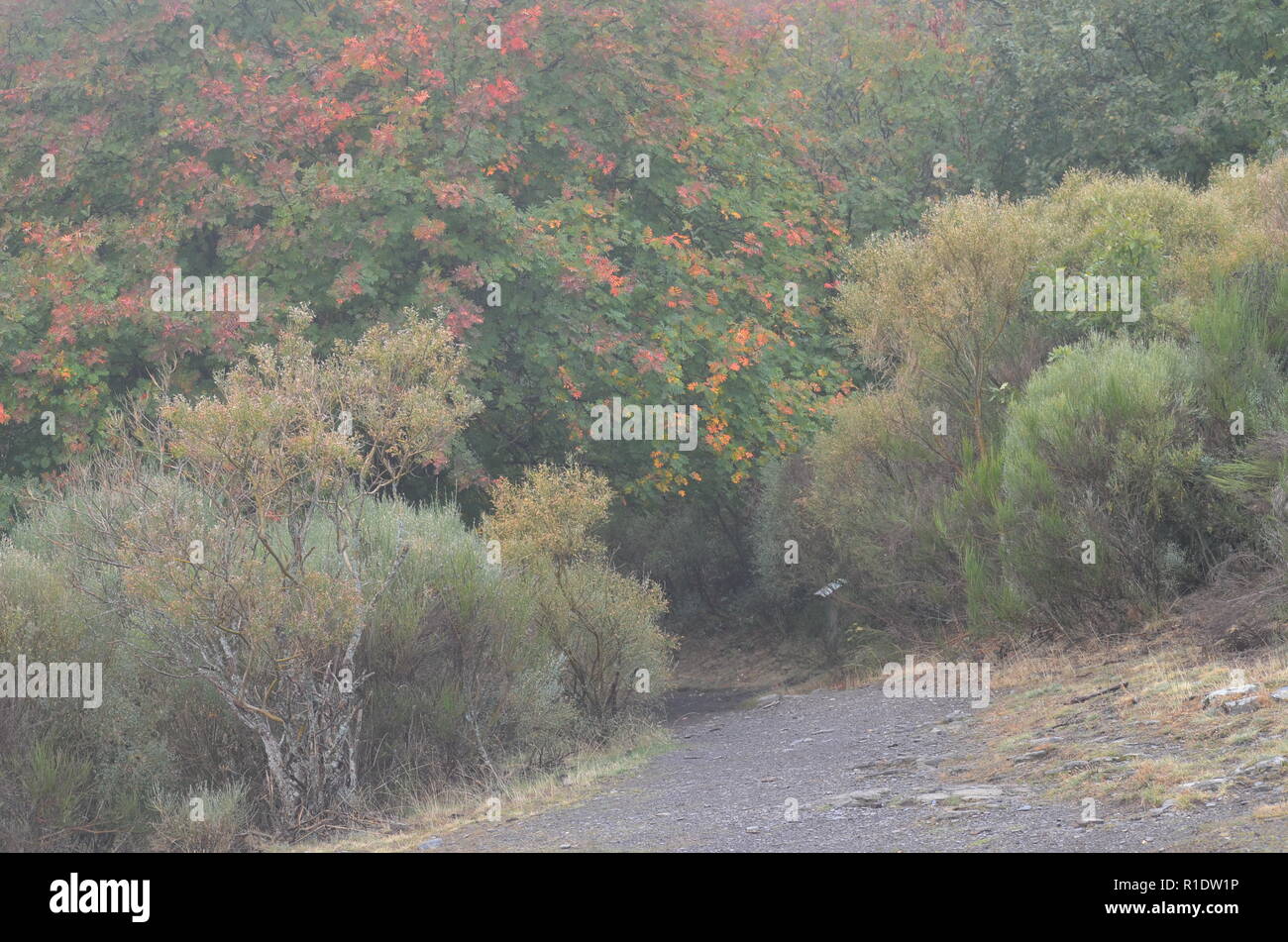 Tejera Negra Buchen- und Eichenwälder in der Sierra de Ayllón, Guadalajara, Spanien Stockfoto