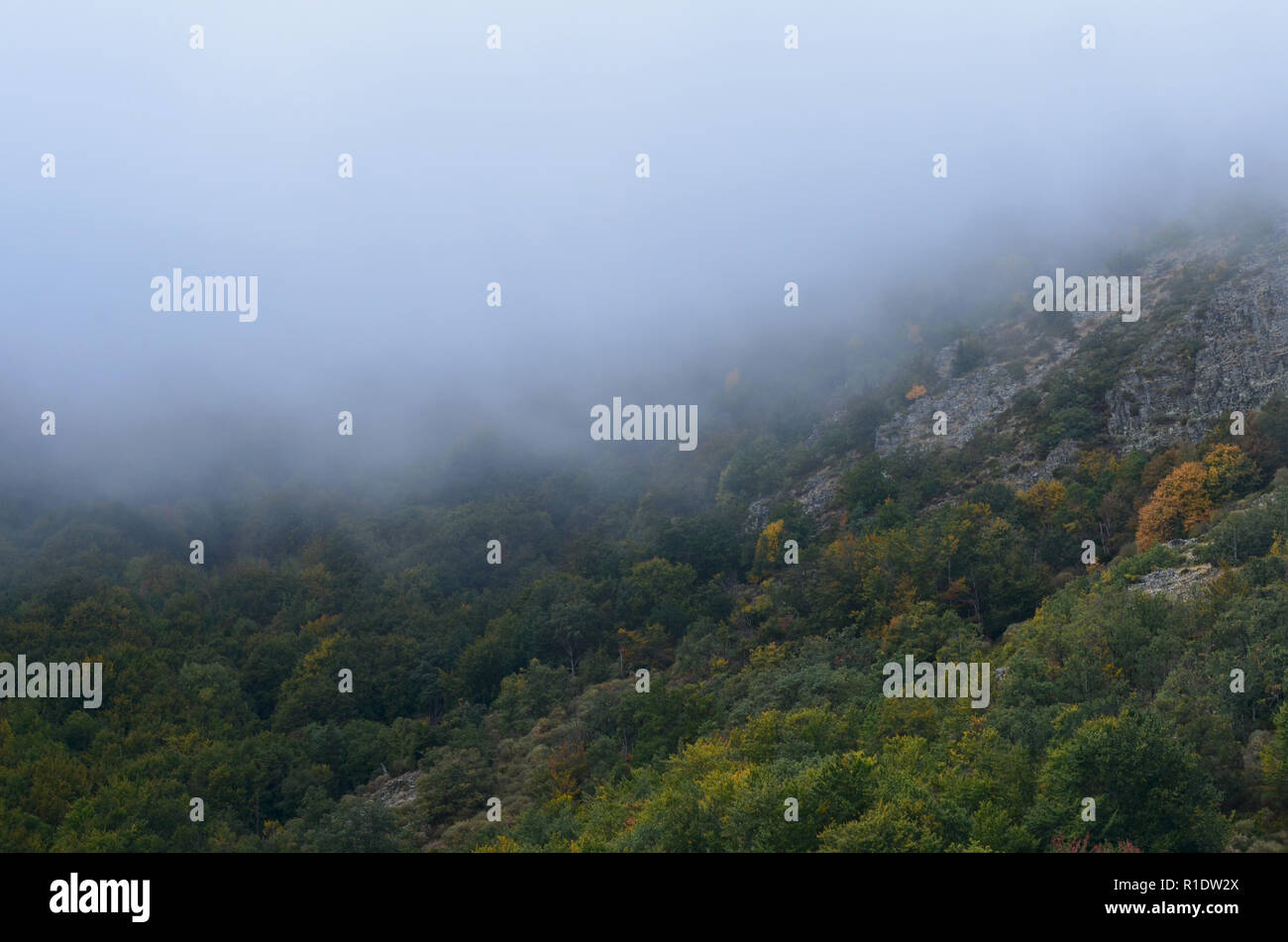 Tejera Negra Buchen- und Eichenwälder in der Sierra de Ayllón, Guadalajara, Spanien Stockfoto