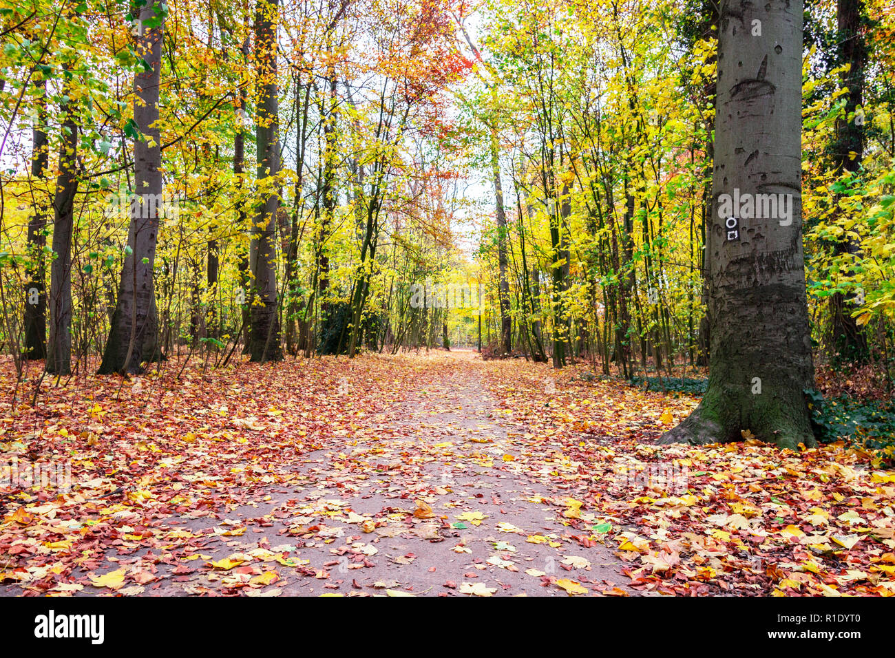Schöne romantische Gasse in einem Park, Herbst natürlichen Hintergrund. Sitzbank im Herbst Park. Herbst Landschaft. Bäume im Herbst. Stockfoto